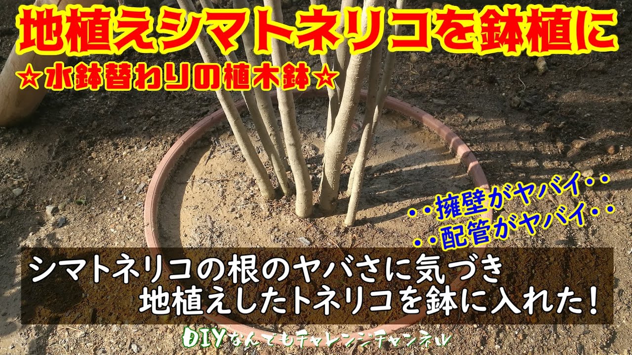 庭diy 庭に植えたシマトネリコを鉢に植え替える 現役庭屋がアドバイス おすすめの庭diy