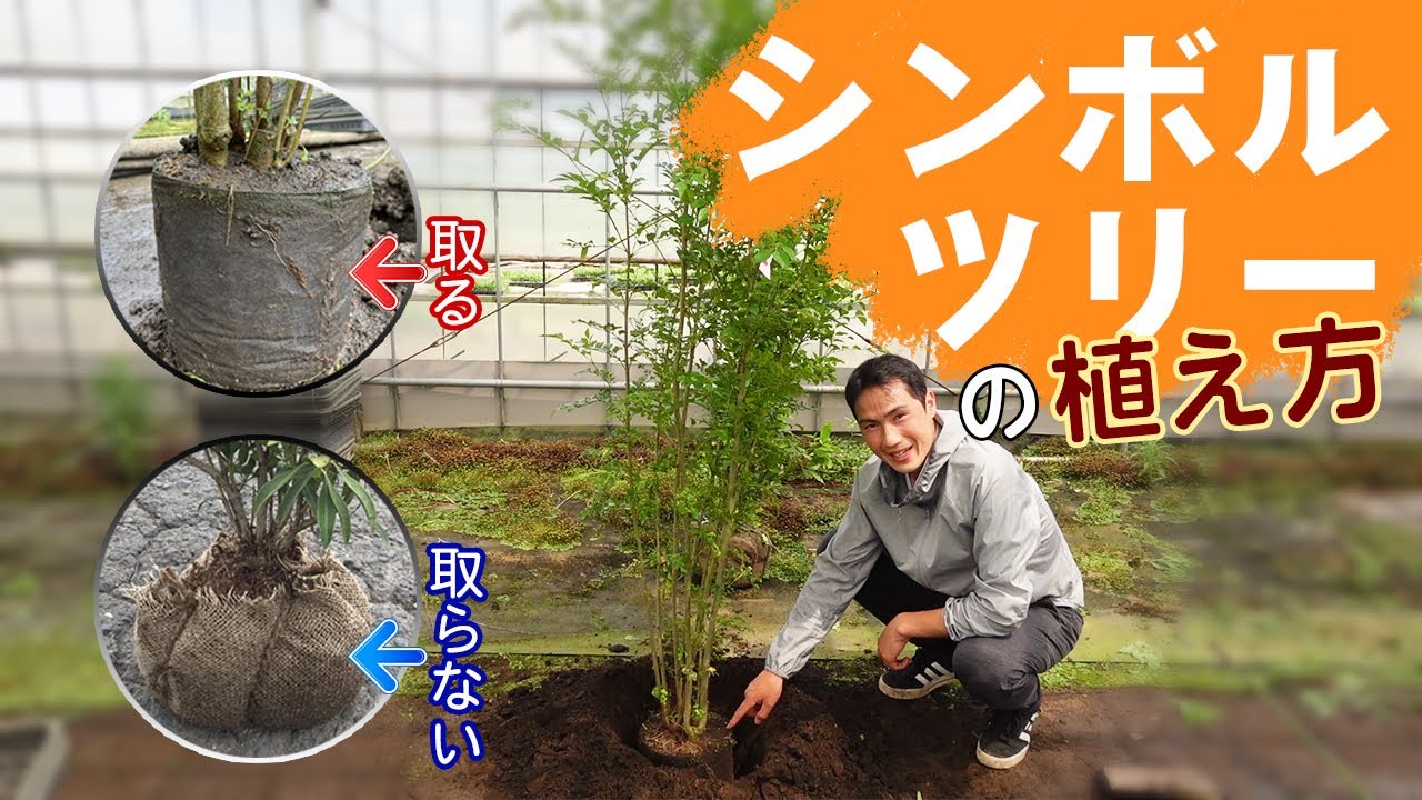 庭diy プロによる失敗しないシンボルツリーの植え方 シマトネリコ編現役庭屋がアドバイス おすすめの庭diy